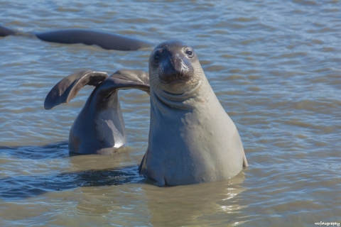 Seal