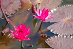 LilyPad