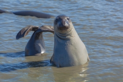 Seal