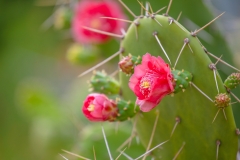 CactusFlower