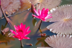 LilyPad