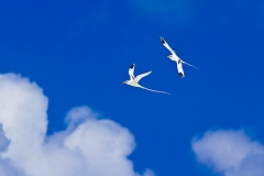 LoveBirds