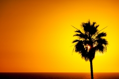 OneTree